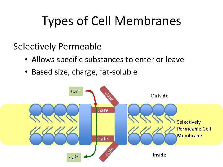 Types of Cell Membranes Selectively Permeable • Allows specific substances to enter or leave