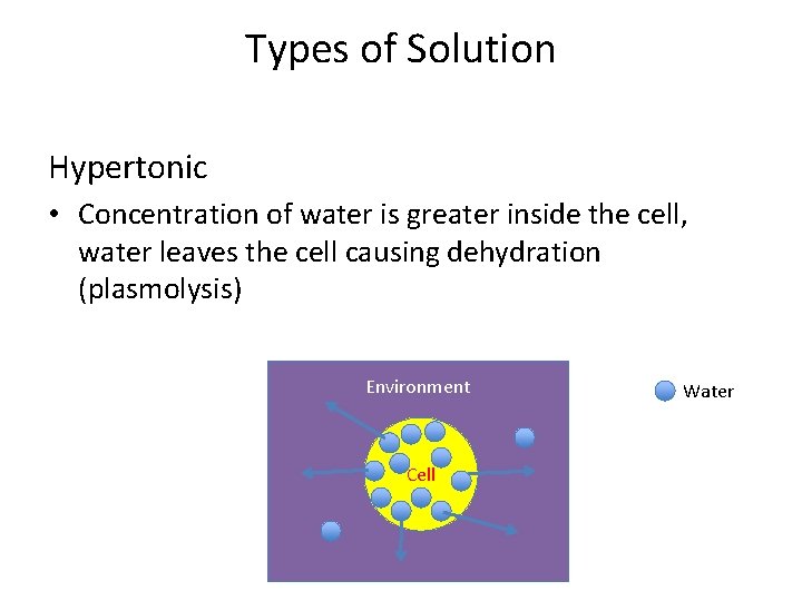 Types of Solution Hypertonic • Concentration of water is greater inside the cell, water