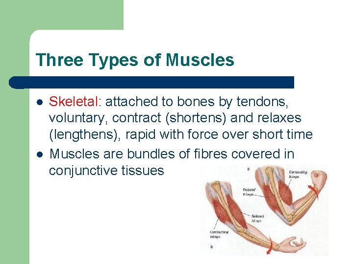 Three Types of Muscles l l Skeletal: attached to bones by tendons, voluntary, contract