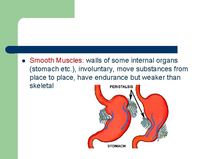 l Smooth Muscles: walls of some internal organs (stomach etc. ), involuntary, move substances