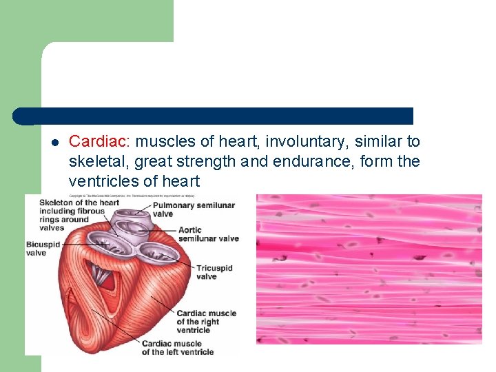 l Cardiac: muscles of heart, involuntary, similar to skeletal, great strength and endurance, form