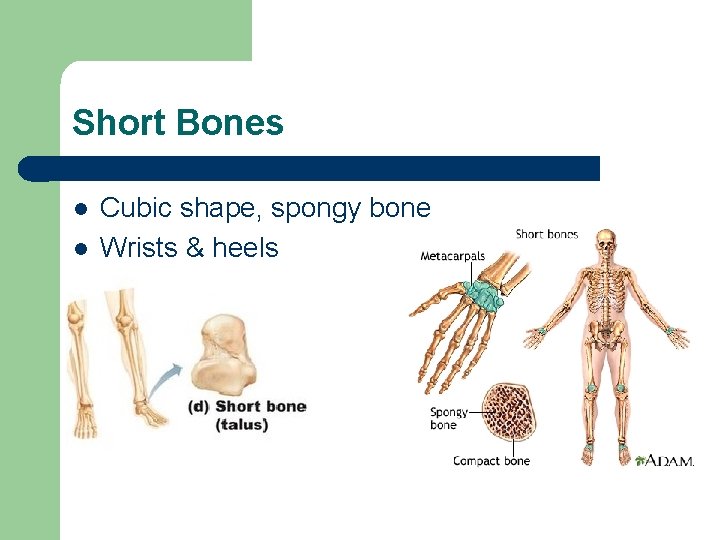 Short Bones l l Cubic shape, spongy bone Wrists & heels 