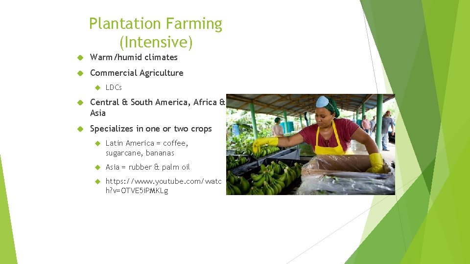 Plantation Farming (Intensive) Warm/humid climates Commercial Agriculture LDCs Central & South America, Africa &