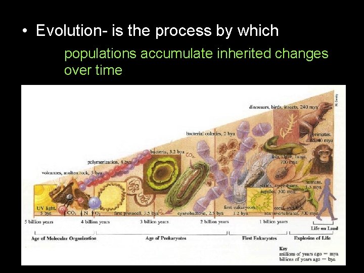  • Evolution- is the process by which populations accumulate inherited changes over time