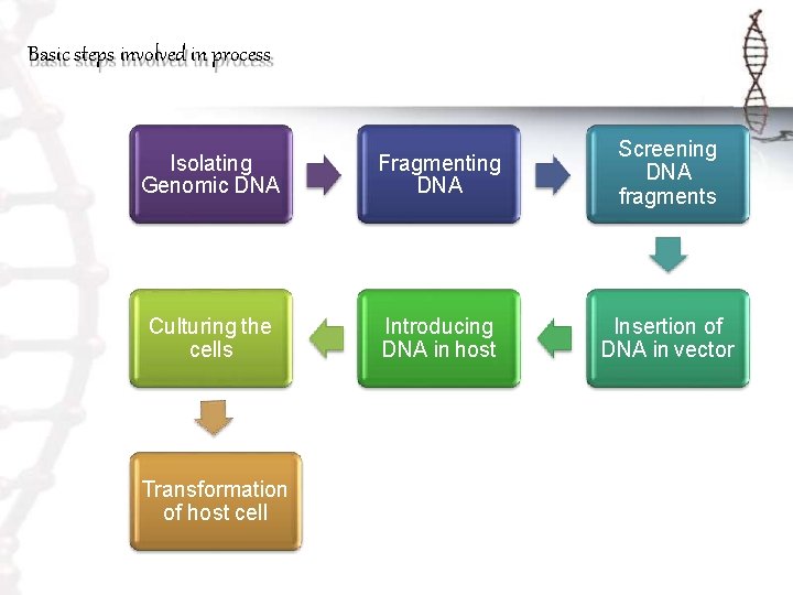 Basic steps involved in process Isolating Genomic DNA Fragmenting DNA Screening DNA fragments Culturing