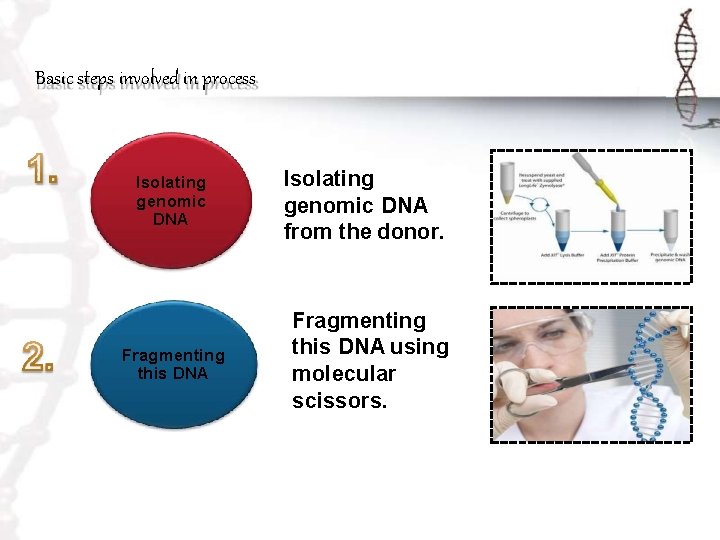 Basic steps involved in process Isolating genomic DNA Fragmenting this DNA Isolating genomic DNA