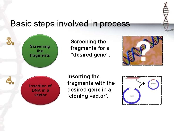 Basic steps involved in process Screening the fragments for a “desired gene”. Insertion of