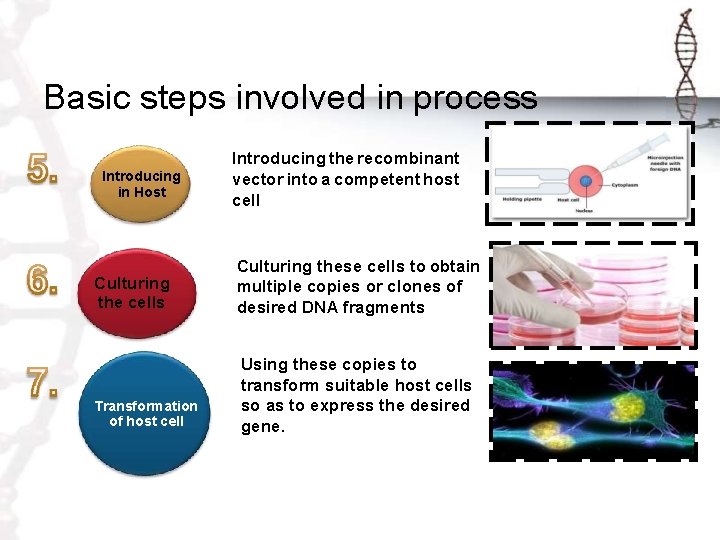 Basic steps involved in process Introducing in Host Culturing the cells Transformation of host