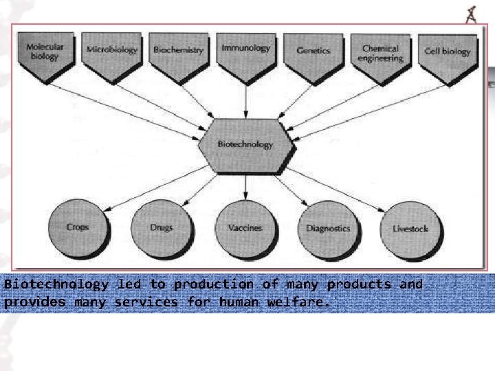 Biotechnology led to production of many products and provides many services for human welfare.