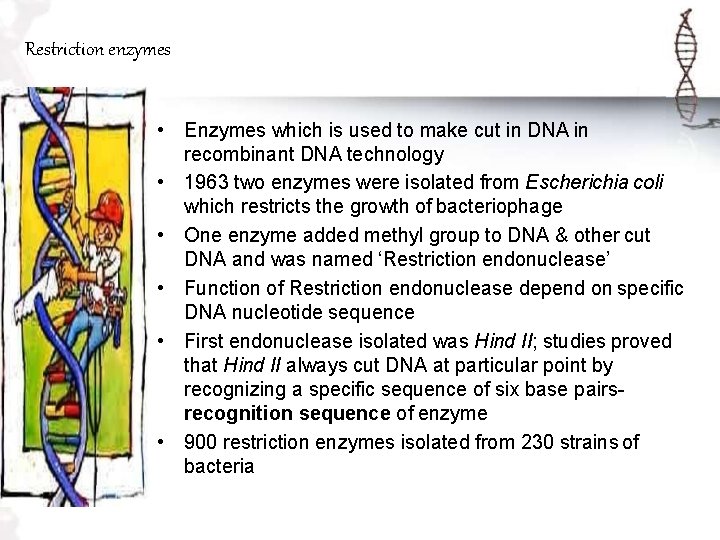 Restriction enzymes • Enzymes which is used to make cut in DNA in recombinant