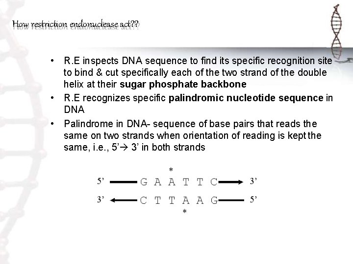 How restriction endonuclease act? ? • R. E inspects DNA sequence to find its