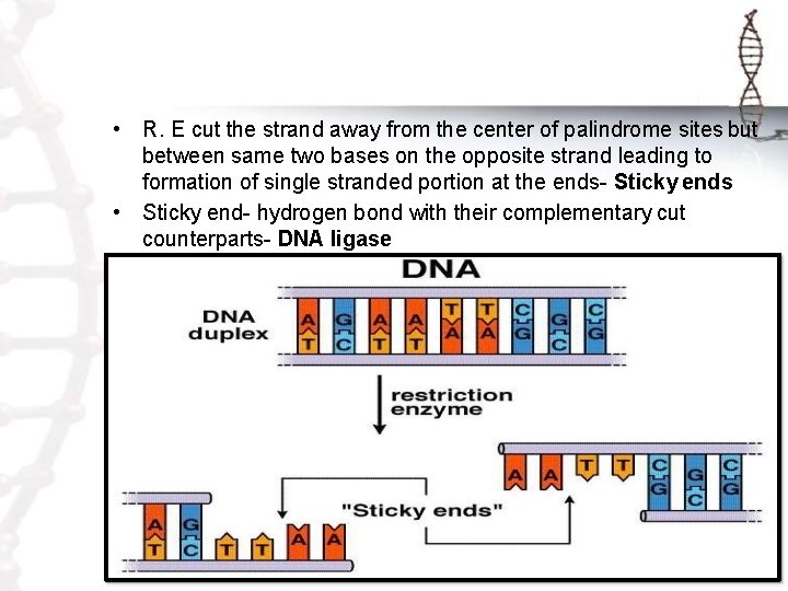  • R. E cut the strand away from the center of palindrome sites