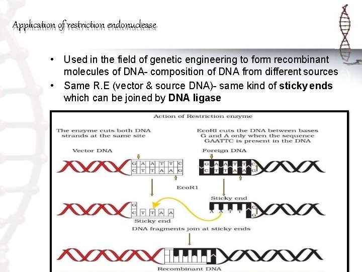 Application of restriction endonuclease • Used in the field of genetic engineering to form