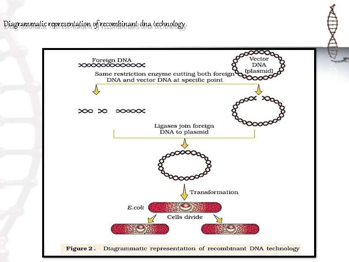 Diagrammatic representation of recombinant dna technology 