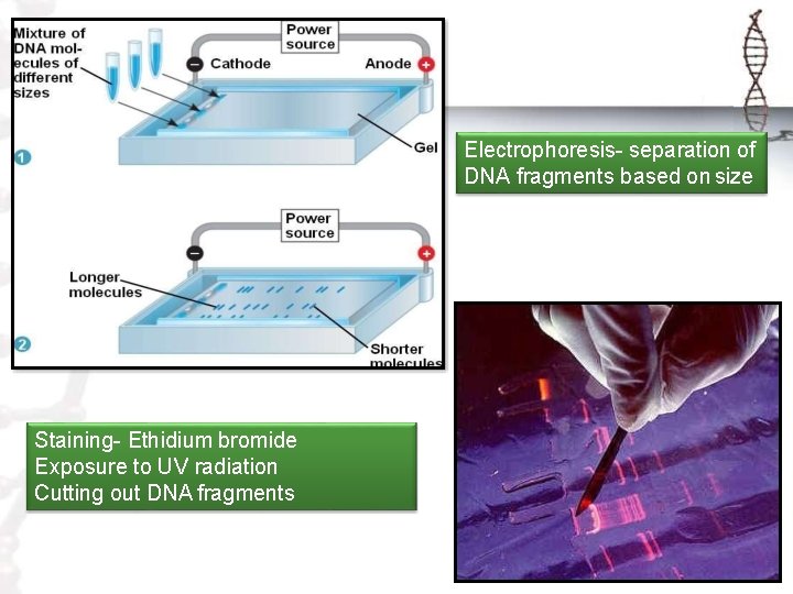 Electrophoresis- separation of DNA fragments based on size Staining- Ethidium bromide Exposure to UV