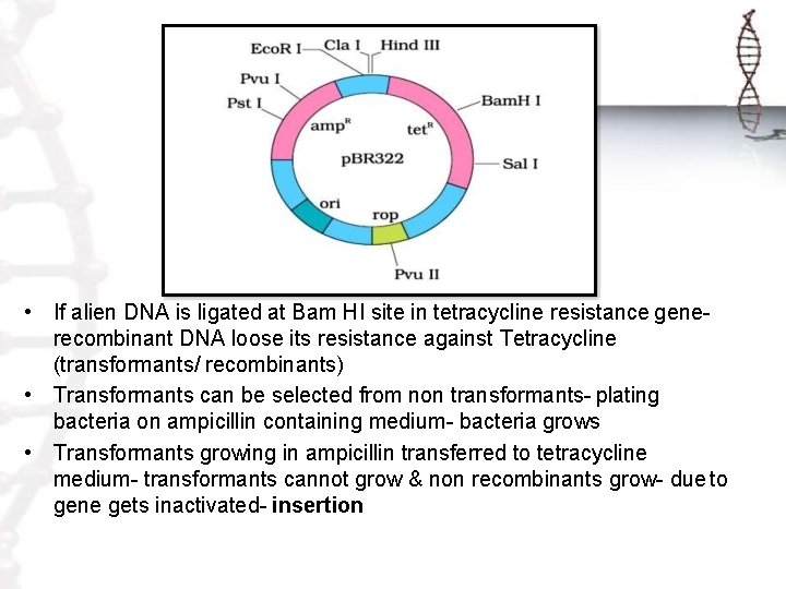  • If alien DNA is ligated at Bam HI site in tetracycline resistance