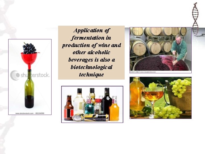 Application of fermentation in production of wine and other alcoholic beverages is also a