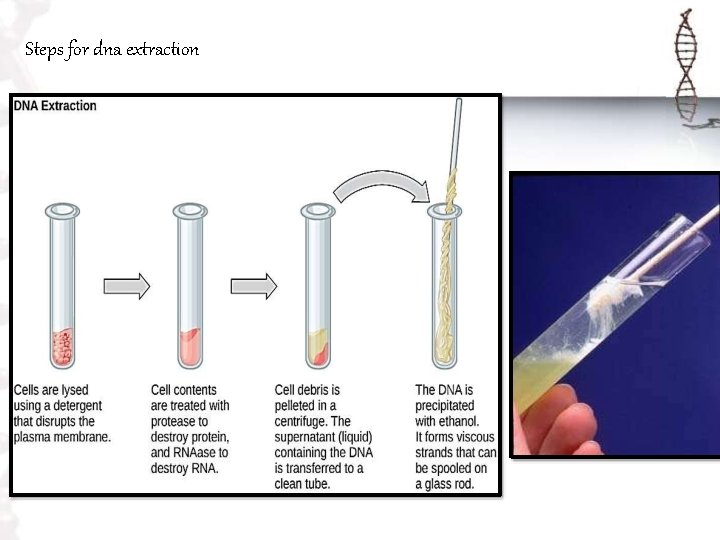 Steps for dna extraction 