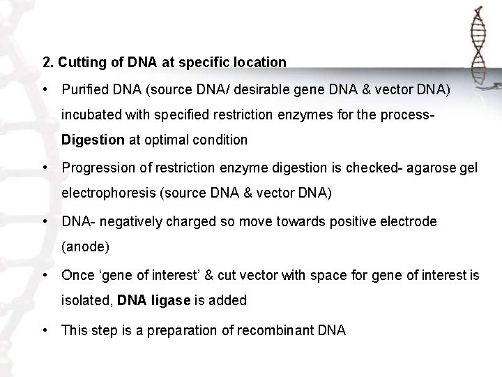 2. Cutting of DNA at specific location • Purified DNA (source DNA/ desirable gene