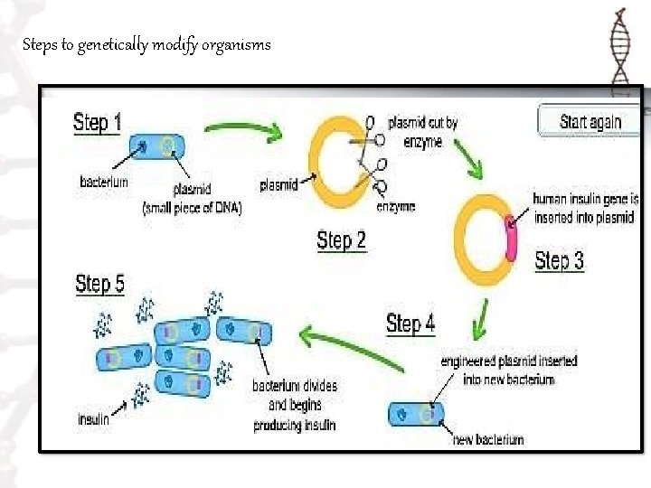 Steps to genetically modify organisms 