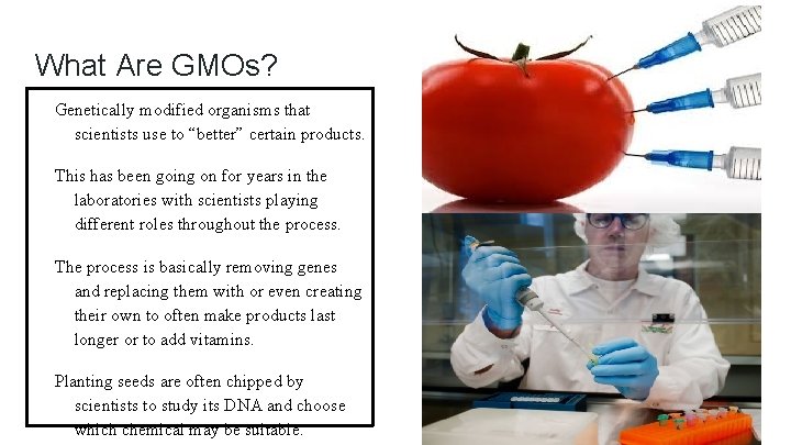 What Are GMOs? Genetically modified organisms that scientists use to “better” certain products. This