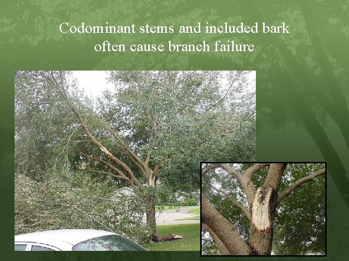 Codominant stems and included bark often cause branch failure 