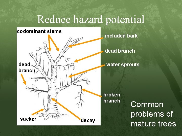 Reduce hazard potential codominant stems included bark dead branch water sprouts broken branch sucker