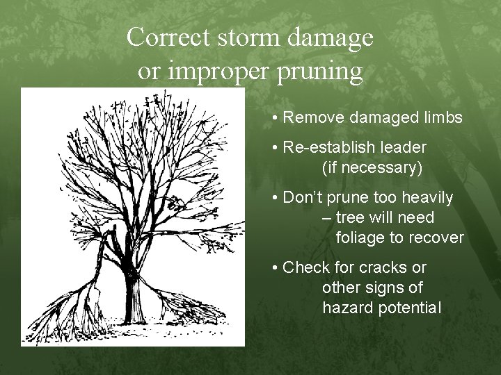 Correct storm damage or improper pruning • Remove damaged limbs • Re-establish leader (if