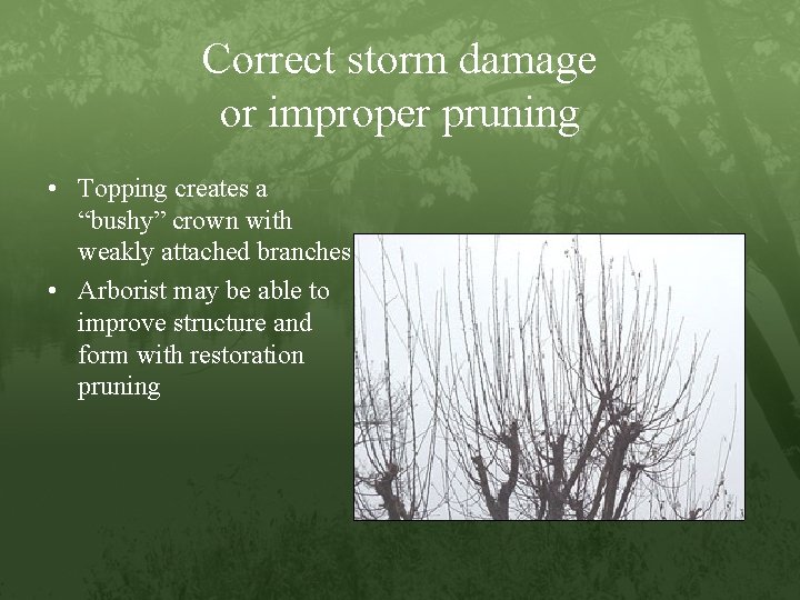Correct storm damage or improper pruning • Topping creates a “bushy” crown with weakly