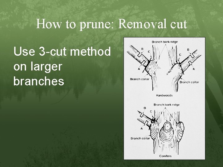 How to prune: Removal cut Use 3 -cut method on larger branches 