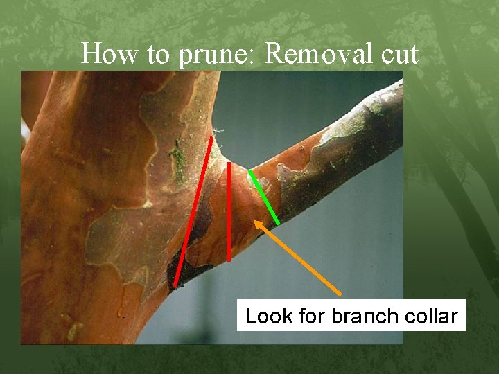 How to prune: Removal cut Look for branch collar 