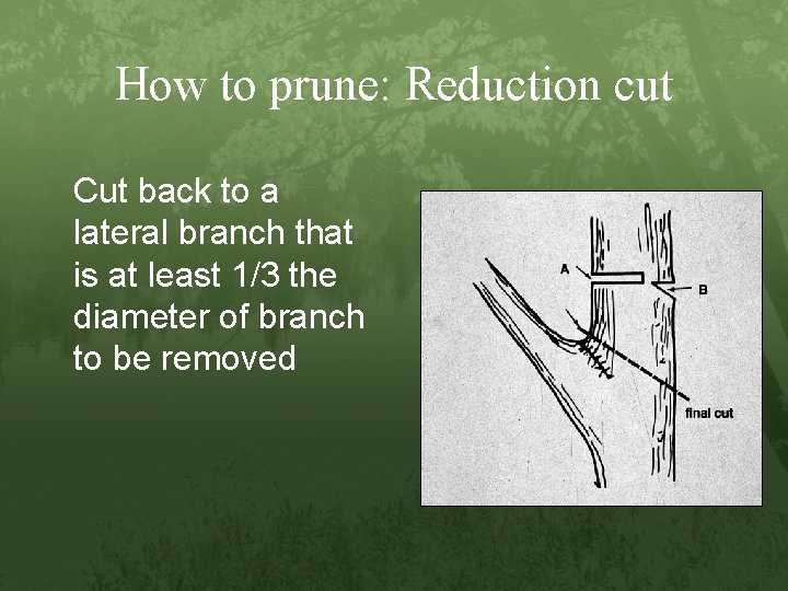 How to prune: Reduction cut Cut back to a lateral branch that is at