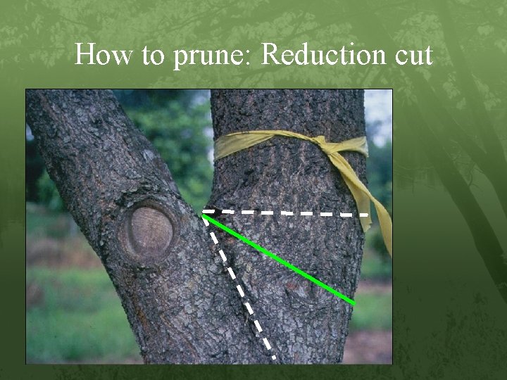 How to prune: Reduction cut 