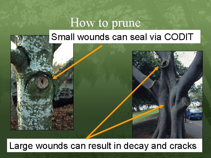 How to prune Small wounds can seal via CODIT Large wounds can result in
