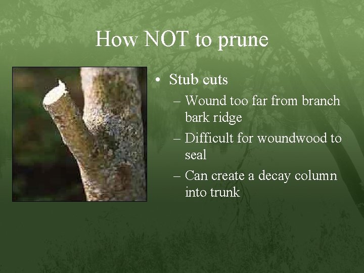 How NOT to prune • Stub cuts – Wound too far from branch bark