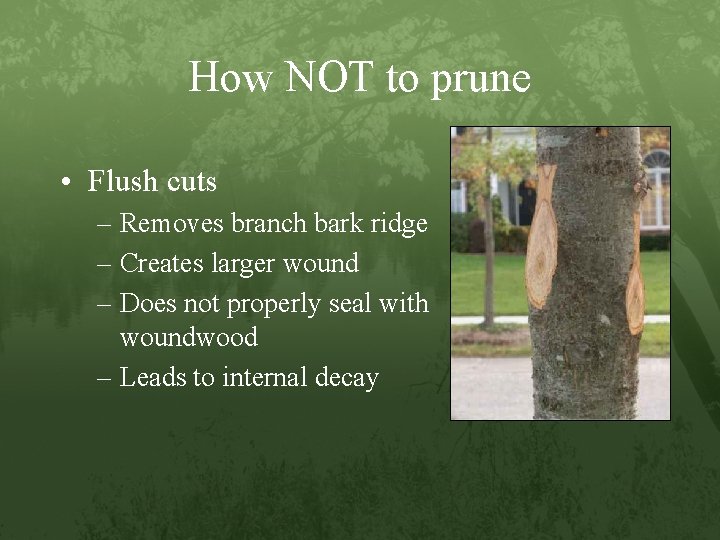 How NOT to prune • Flush cuts – Removes branch bark ridge – Creates
