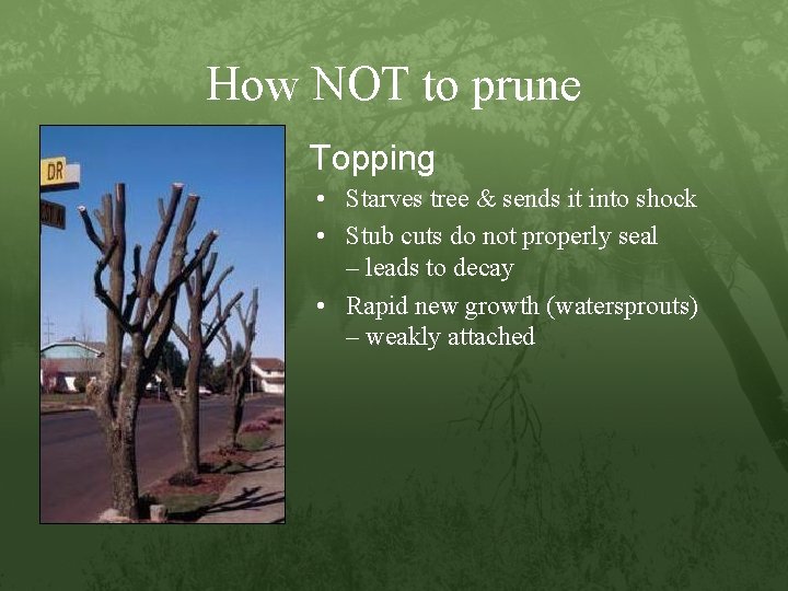 How NOT to prune Topping • Starves tree & sends it into shock •