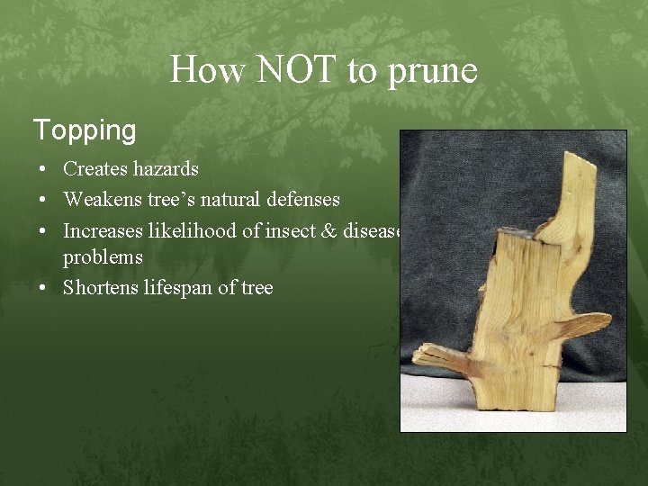 How NOT to prune Topping • Creates hazards • Weakens tree’s natural defenses •