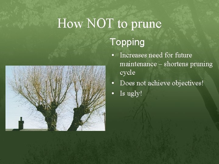 How NOT to prune Topping • Increases need for future maintenance – shortens pruning