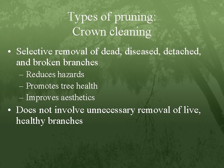 Types of pruning: Crown cleaning • Selective removal of dead, diseased, detached, and broken
