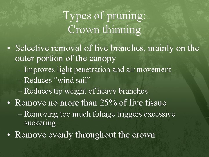 Types of pruning: Crown thinning • Selective removal of live branches, mainly on the