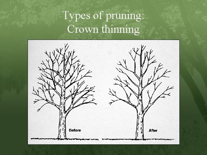 Types of pruning: Crown thinning 
