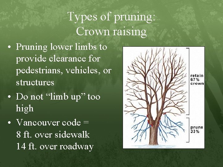 Types of pruning: Crown raising • Pruning lower limbs to provide clearance for pedestrians,