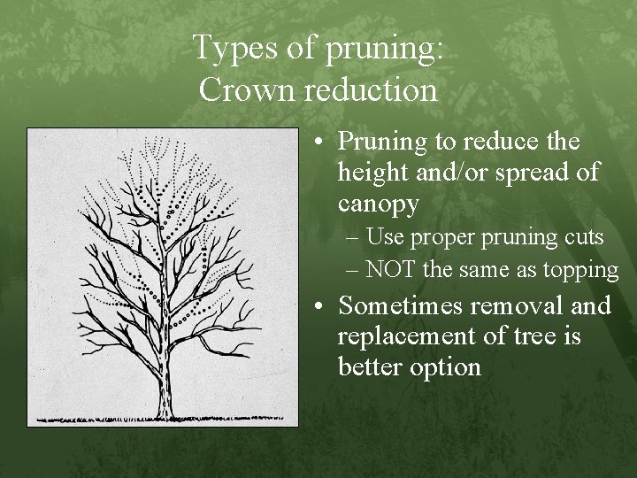 Types of pruning: Crown reduction • Pruning to reduce the height and/or spread of