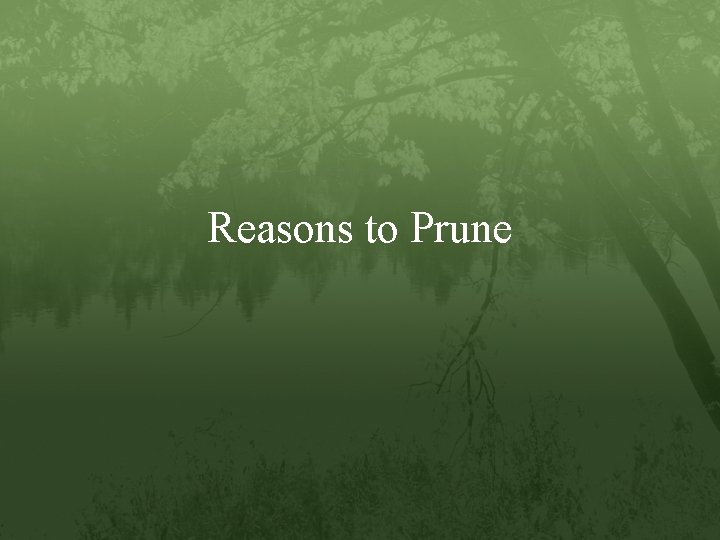 Reasons to Prune 