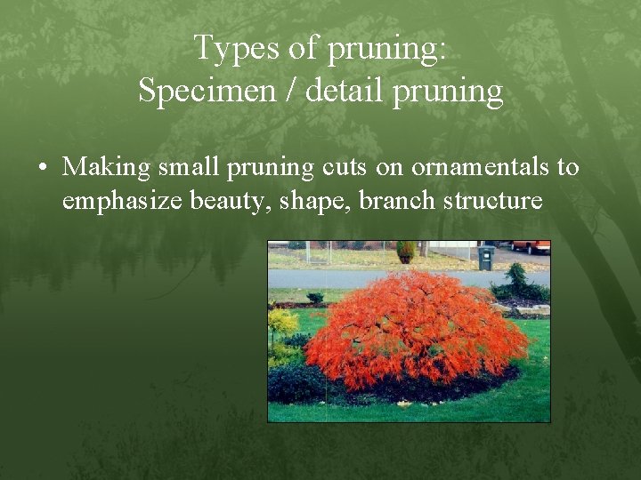 Types of pruning: Specimen / detail pruning • Making small pruning cuts on ornamentals