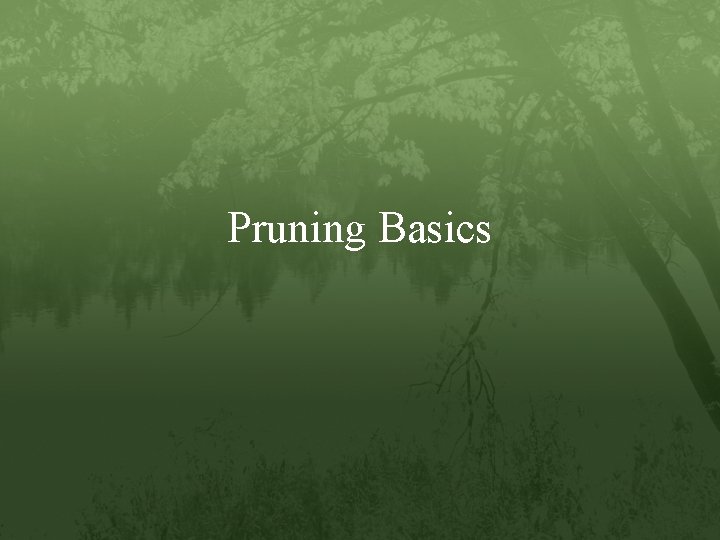 Pruning Basics 