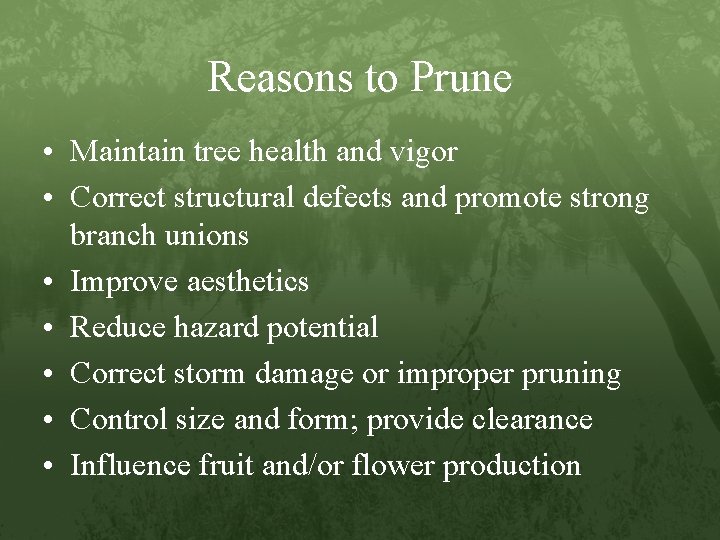 Reasons to Prune • Maintain tree health and vigor • Correct structural defects and
