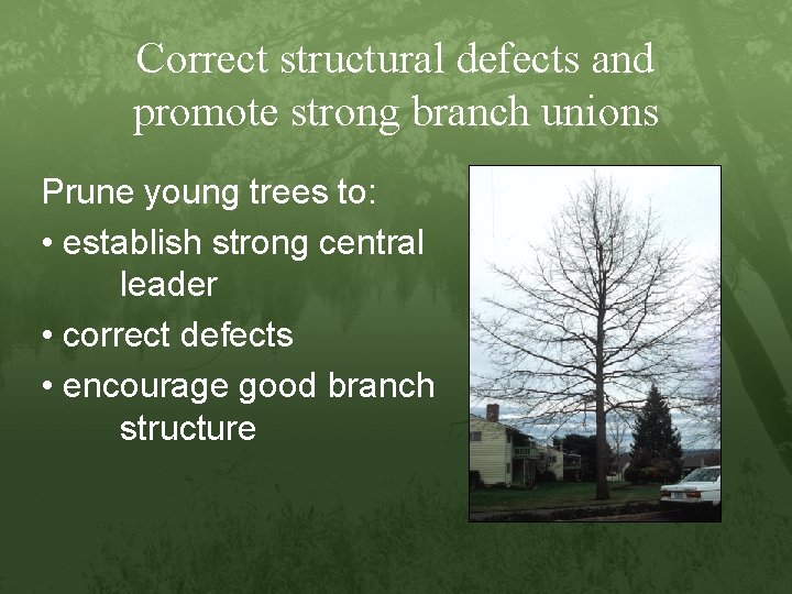 Correct structural defects and promote strong branch unions Prune young trees to: • establish