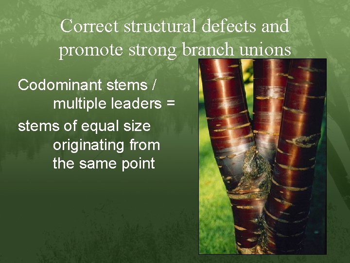 Correct structural defects and promote strong branch unions Codominant stems / multiple leaders =